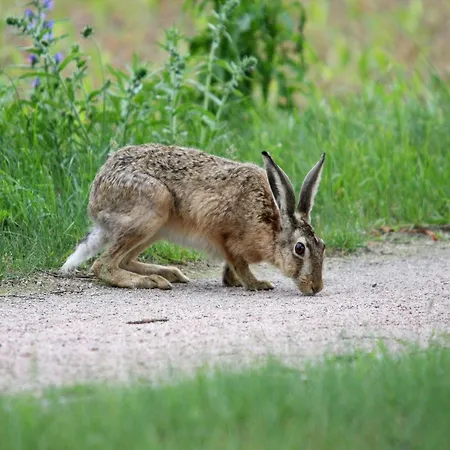 Reihenhaus Am Gardersee Semesterbostad *