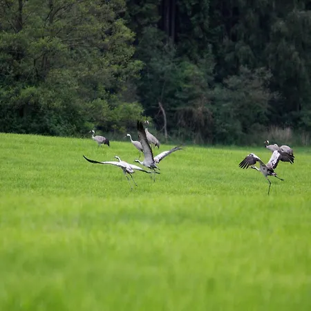 Reihenhaus Am Gardersee Semesterbostad Garden